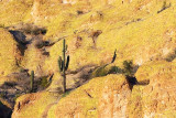 Saguaro On The Rocks 80370