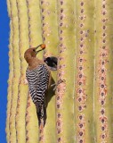 Woodpecker On A Saguaro 20080117