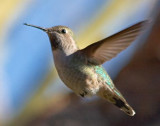 Hummingbird 80430