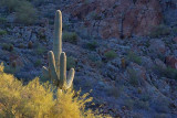 Lone Saguaro Cactus 80380