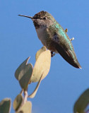 Hummingbird 80457