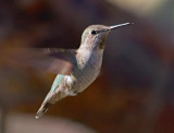 Hummingbird 20080118