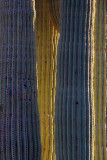 Columns of Saguaro 80479