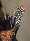 Ladder-backed Woodpecker 20080120