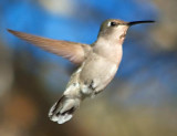 Hummingbird 80507