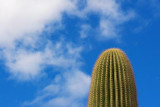Saguaro In The Sky 80698