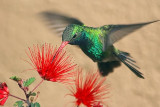 Hummingbird At A Fairy Duster 20080320