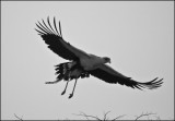 Secretary bird_1189