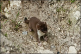 stoat_7260