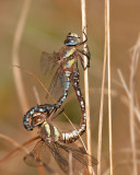 damsel_and_dragonflies_2011