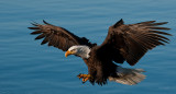 End of march eagles -0709.jpg