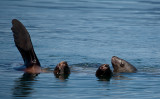 sea lion fin-5702.jpg
