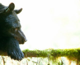 up a tree-9278.jpg