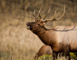 Montana Yellowstone-0243.jpg