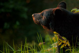 spring bears-1367.jpg