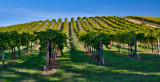 Sonoma Vineyards