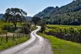 The Backroads of Sonoma