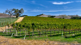 Vineyards of Sonoma