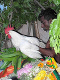 The 4th manifestation, a live cock, is put on the asura`s body. Skanda Sashti at Tiruchendur.