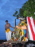 The young priest symbolically kills the cock, the demon`s spirit. Skanda Sashti at Tiruchendur.