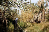 In the gardens of Siwa
