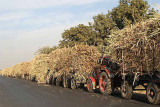 Tractors with sugar cane near Luxor