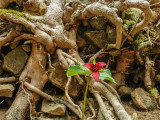 red trillium