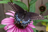 eastern tiger swallowtail, black phase