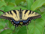 eastern tiger swallowtail ks-806 007.jpg