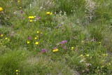 Swiss Wildflowers