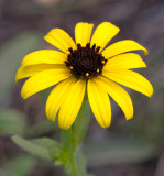 Missouri Coneflower