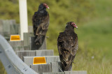 Turkey Vultures