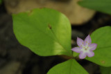 Starflower