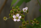 Future Blackberries