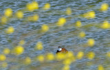 Ruddy Duck