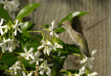 Smelling and tasting the Jasmine