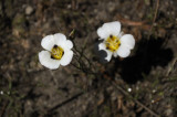 Mariposa Lily