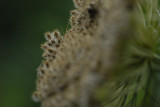 Carrot Seeds