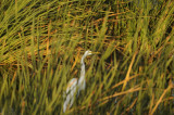 A Great Egret