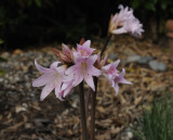 Amaryllis Belladonna