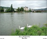 Swans at Bernkastel-Kues on the Mosel River