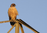 A Red Tailed Hawk watching the sunset