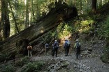 Hiking under the Redwoods