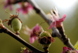 Young Apricots