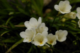 Freesia