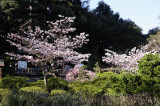 Cherry Blossoms