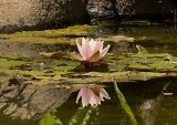 Water Lily