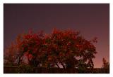 Fall colors under the full moon light