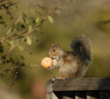 Squirrel enjoying its Christmas treat