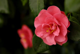 Blossoming Camellias
